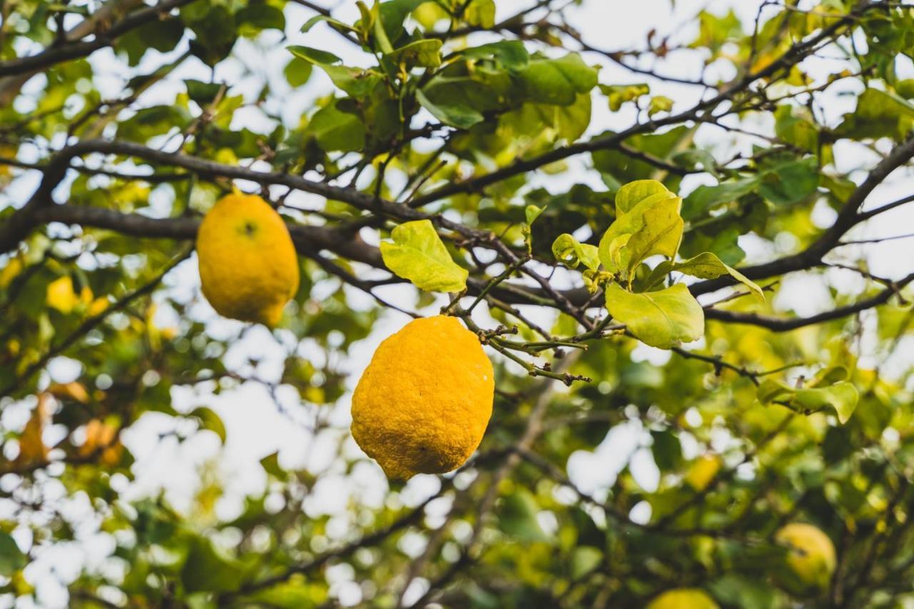 Il Limoneto Rooms Terme Vigliatore Dış mekan fotoğraf
