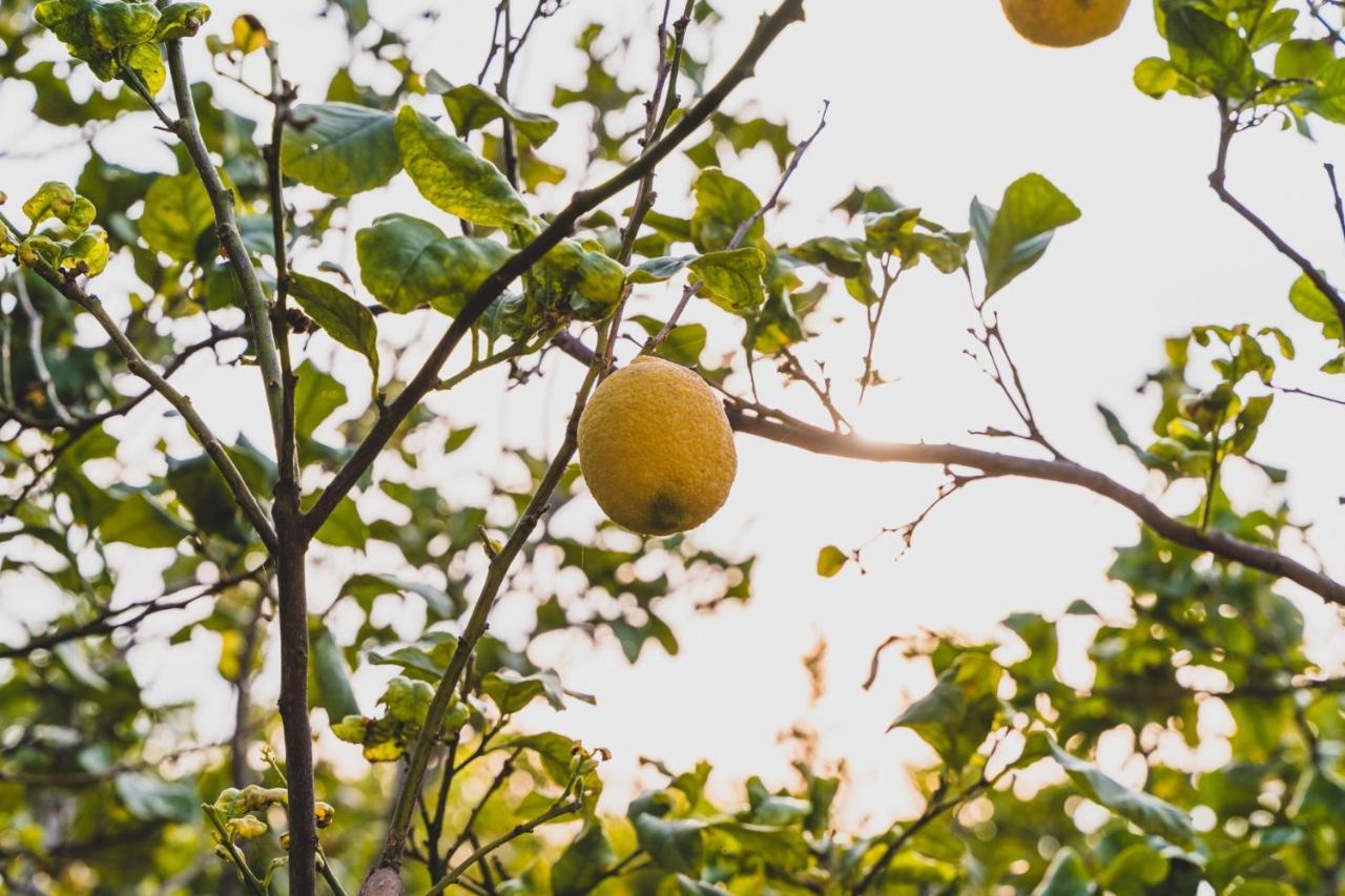Il Limoneto Rooms Terme Vigliatore Dış mekan fotoğraf