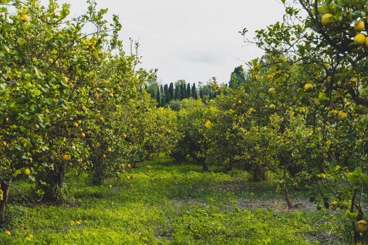 Il Limoneto Rooms Terme Vigliatore Dış mekan fotoğraf